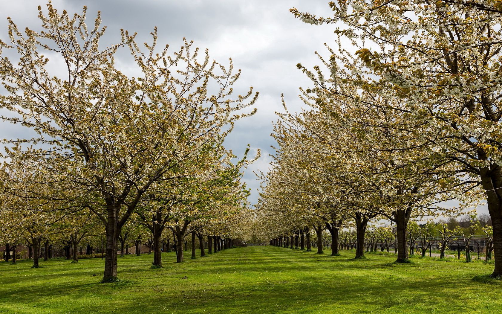 garden, trees, spring, flowering, plantation, grass, solarly, culture