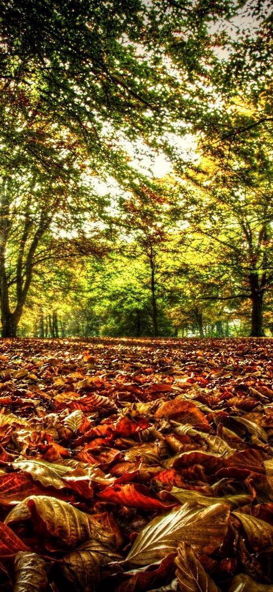 underbrush, leaves, trees, sun, colors, light