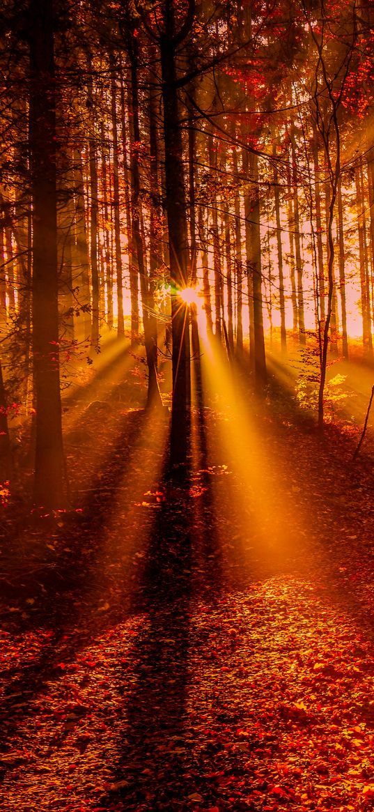 forest, sunset, sunlight, trees, leaves, autumn