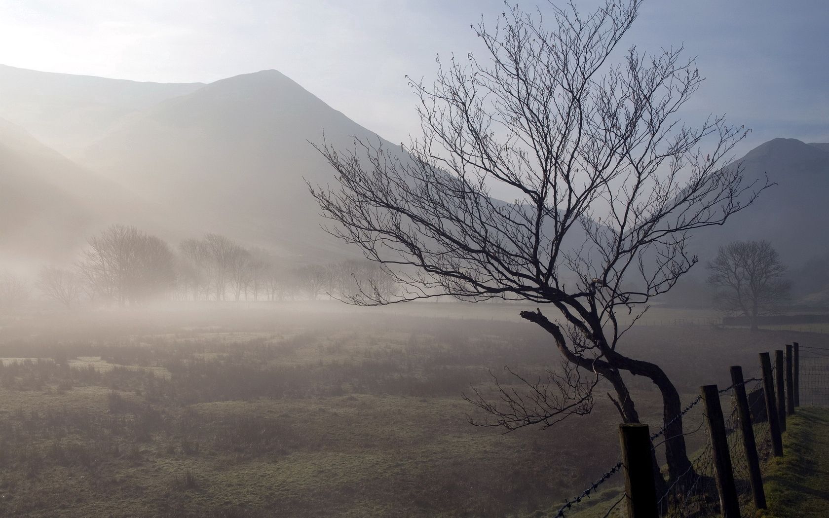 tree, trunk, twisting, fog, mountains, fence, protection, morning