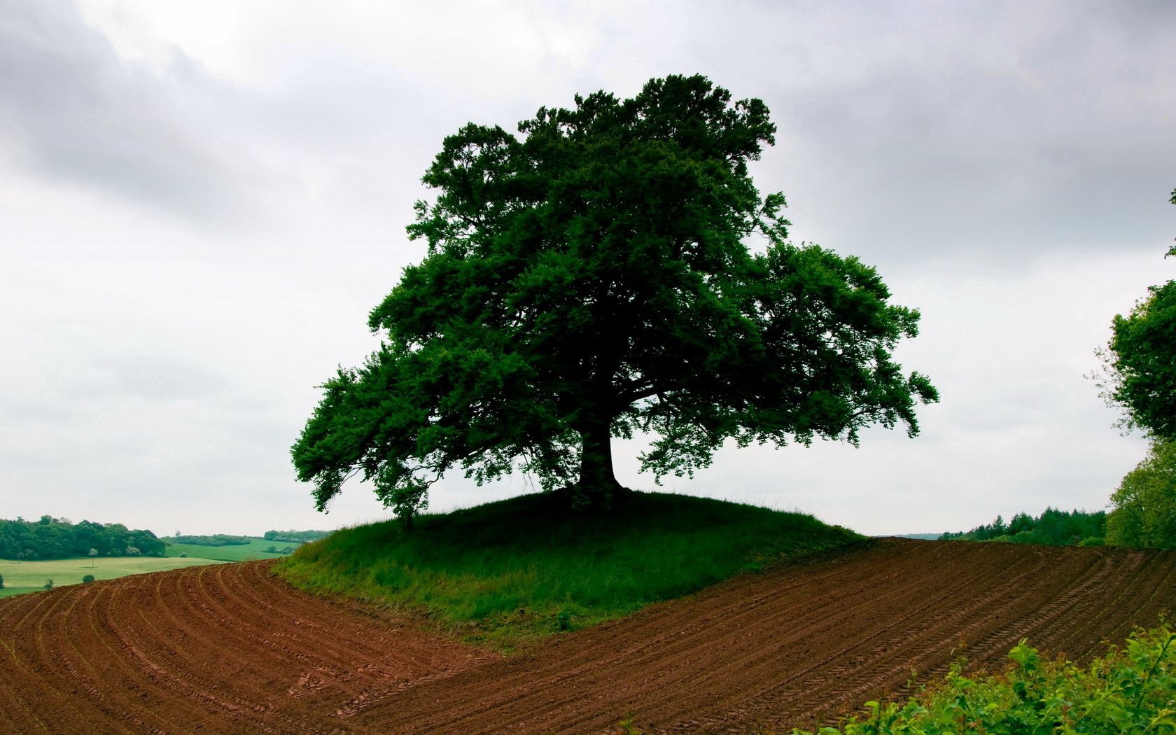 arable land, earth, tree, triangle, grass