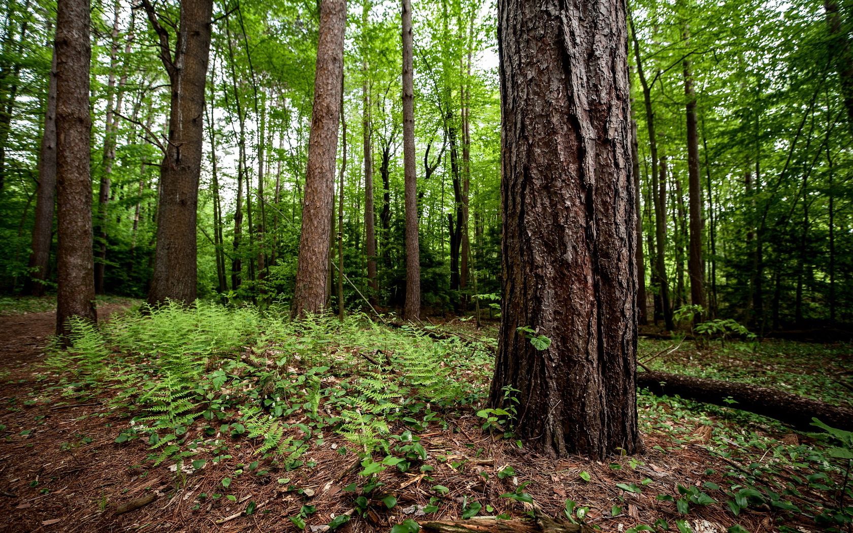 tree, trunk, fern, earth, underbrush, trees, mighty