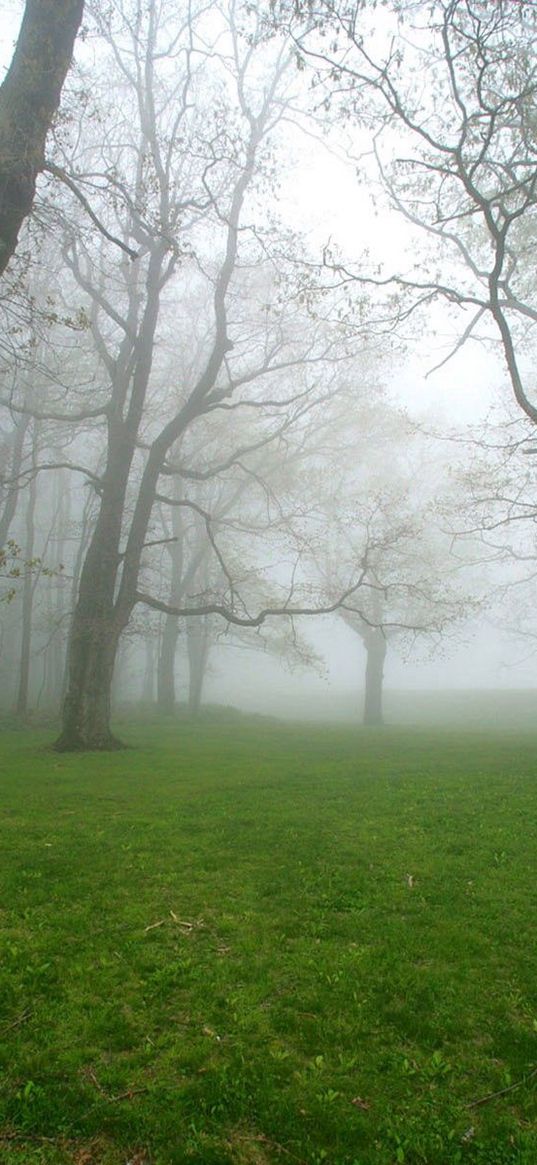 fog, grass, trees, morning, humidity