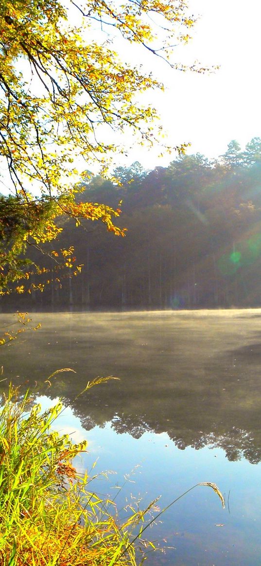 light, sun, modulations, lake, wood, autumn, paints, colors, bright