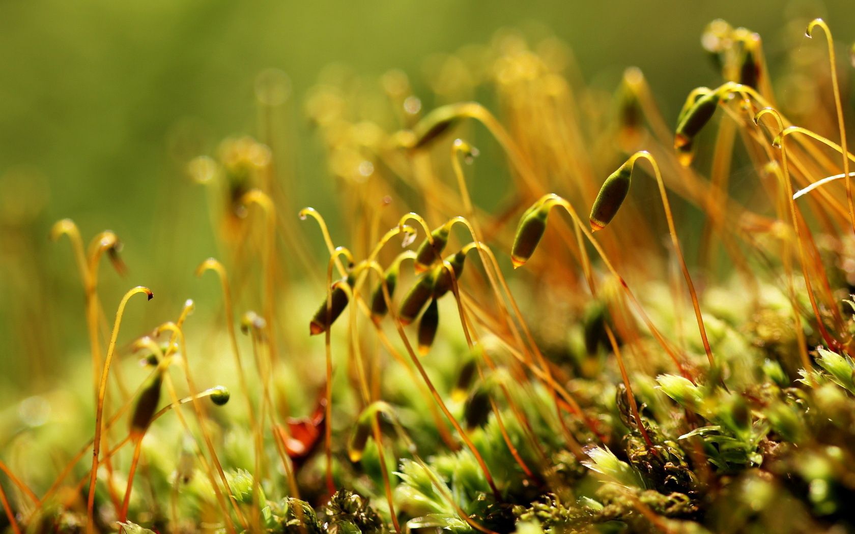 sprouts, macro, buds