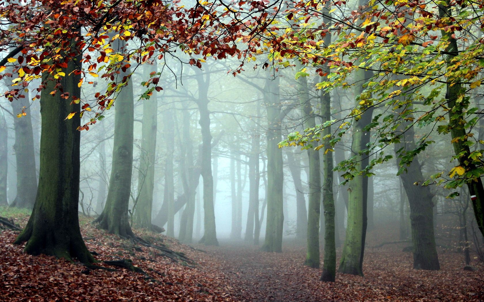 wood, trees, fog, track, cool, morning