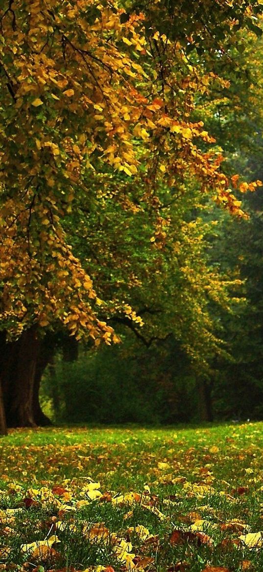 tree, trunk, mighty, panorama, september