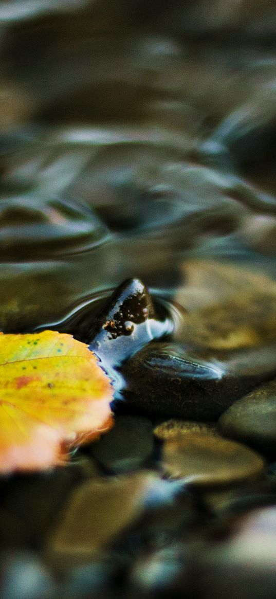 water, leaf, yellow, pebbles, transparent, stream