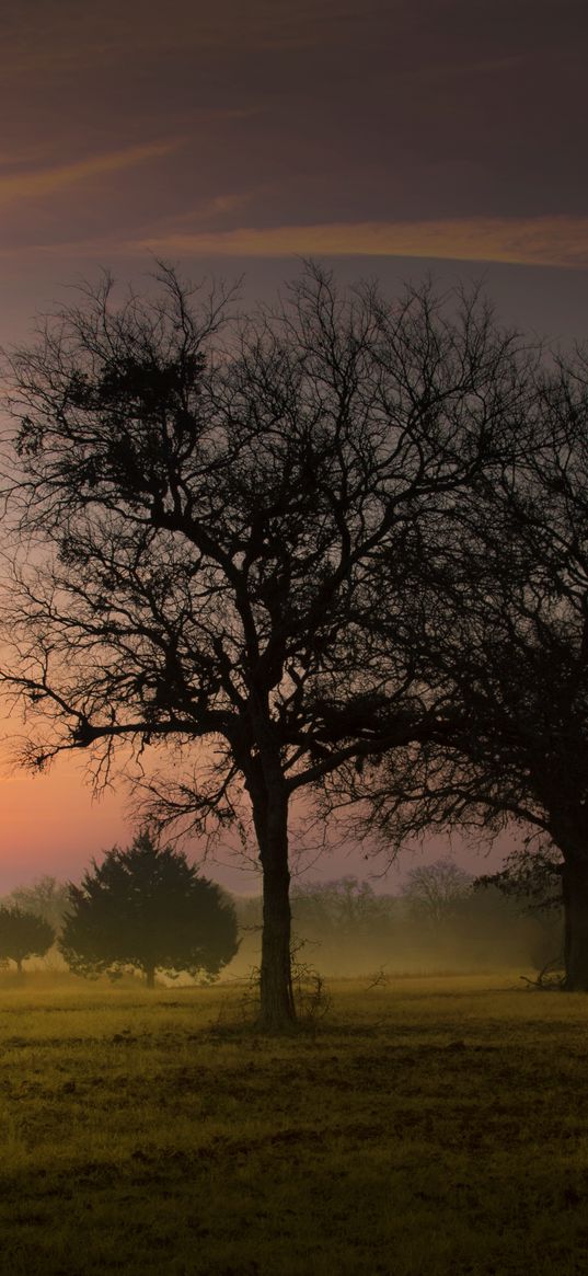 morning, sky, trees, dawn, early, fog
