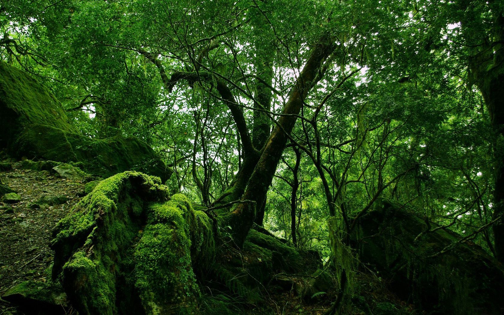 wood, green, moss, thickets, jungle