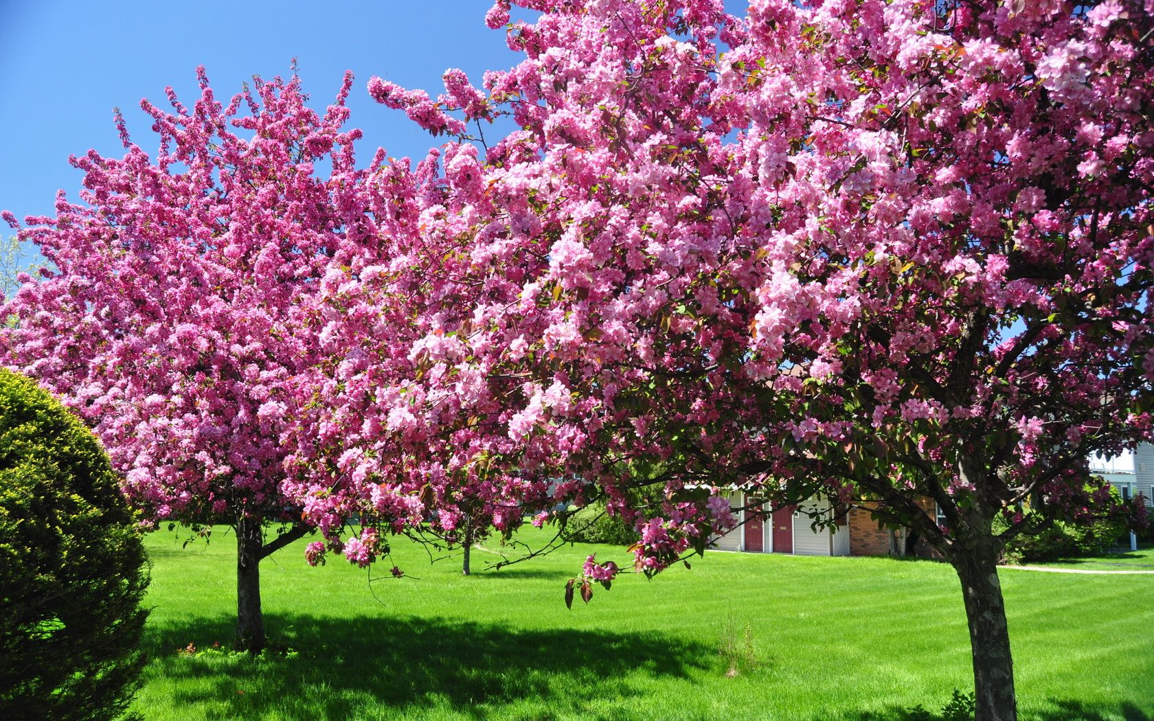 trees, blossoming, spring, garden, yard, pink