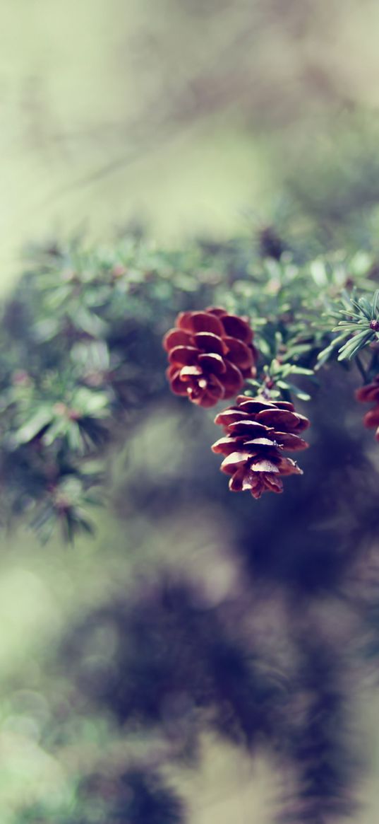 cones, fir-tree, branch, degradation