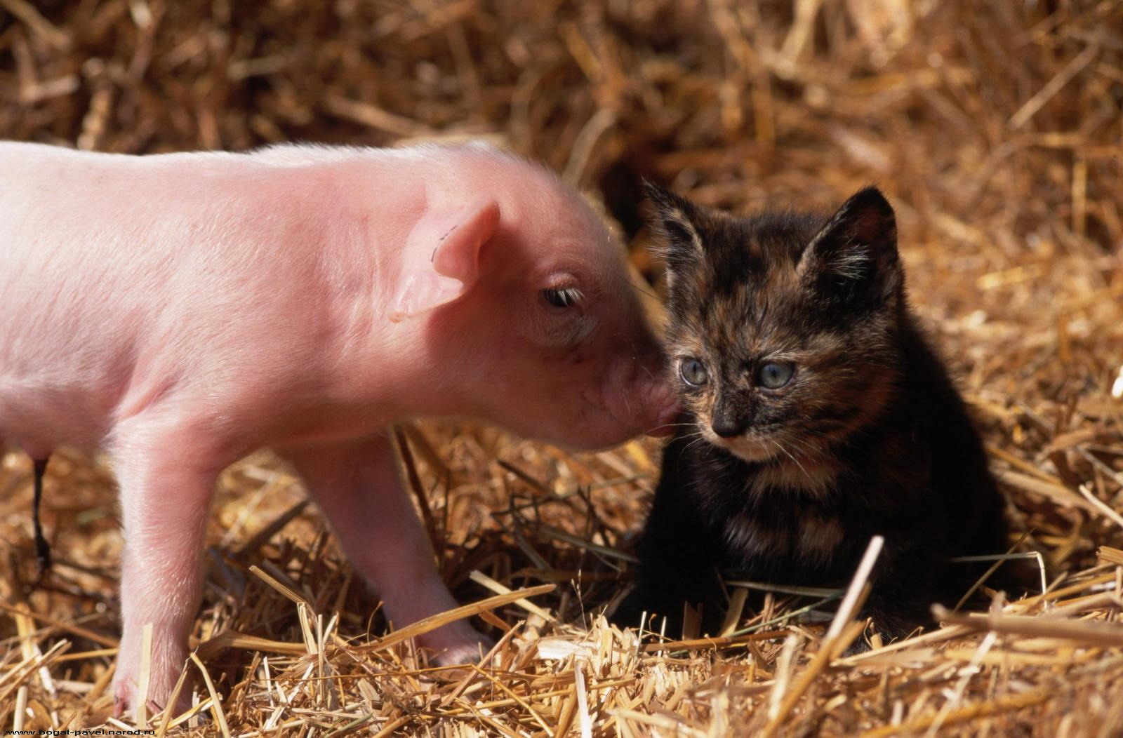 cat, pig, young, friendship