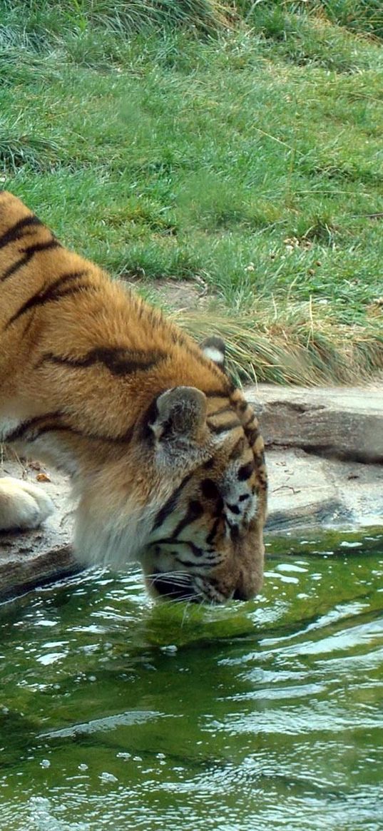 tiger, drink, thirst, water, rocks, grass, big cat