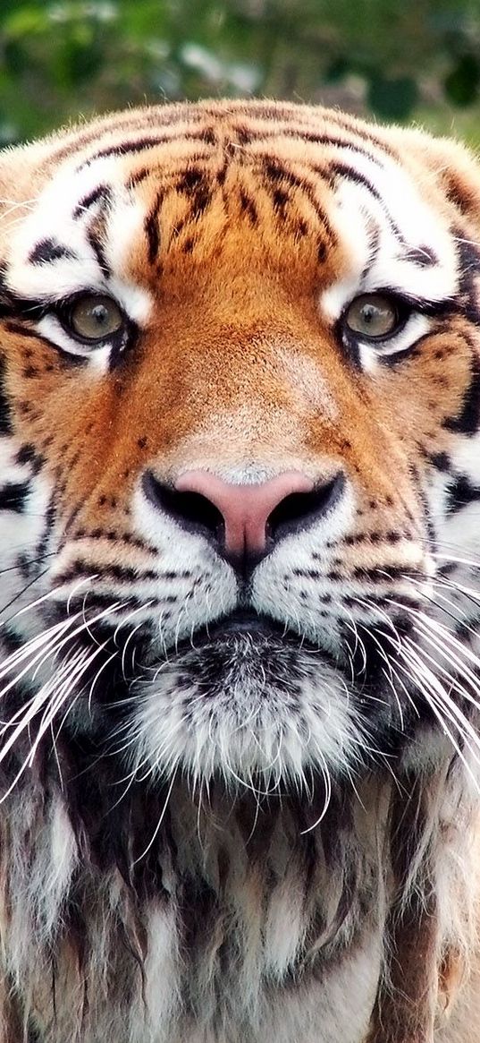 tiger, face, happy, look, big cat