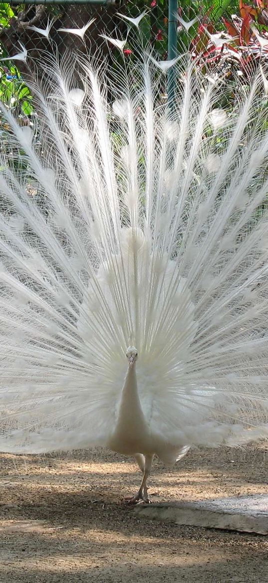 peacock, feathers, bird, bright, handsome, male