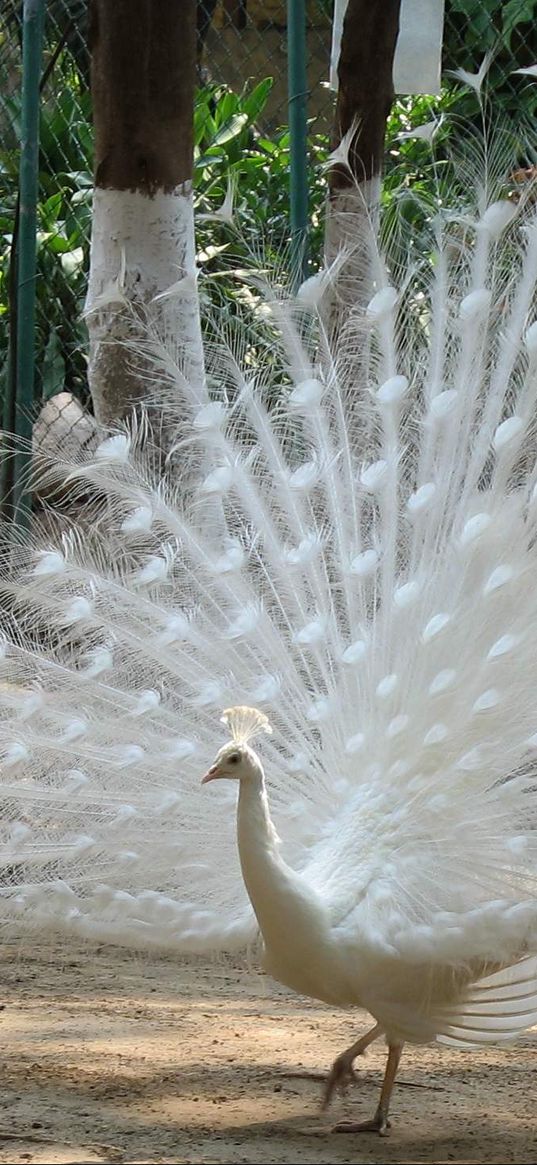 peacock, bird, feathers, male, mating period