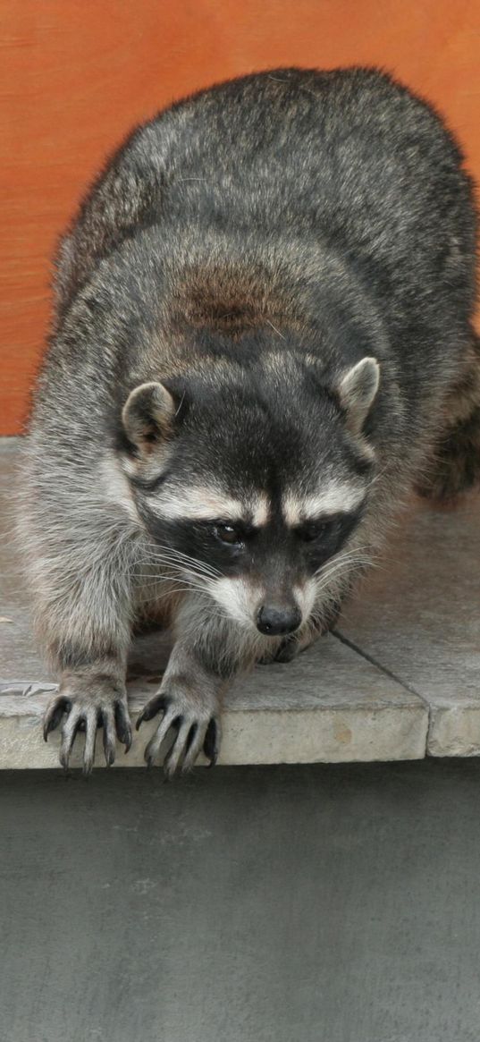 raccoon, climbing, spotted