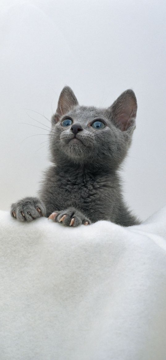 kitten, face, towel