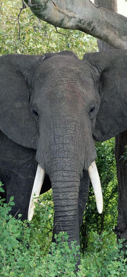 elephant, ears, walk, trees, grass