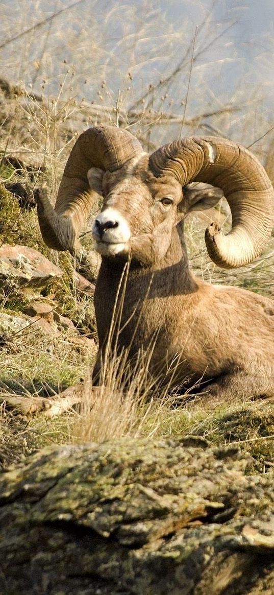 mountain sheep, lie, mountains