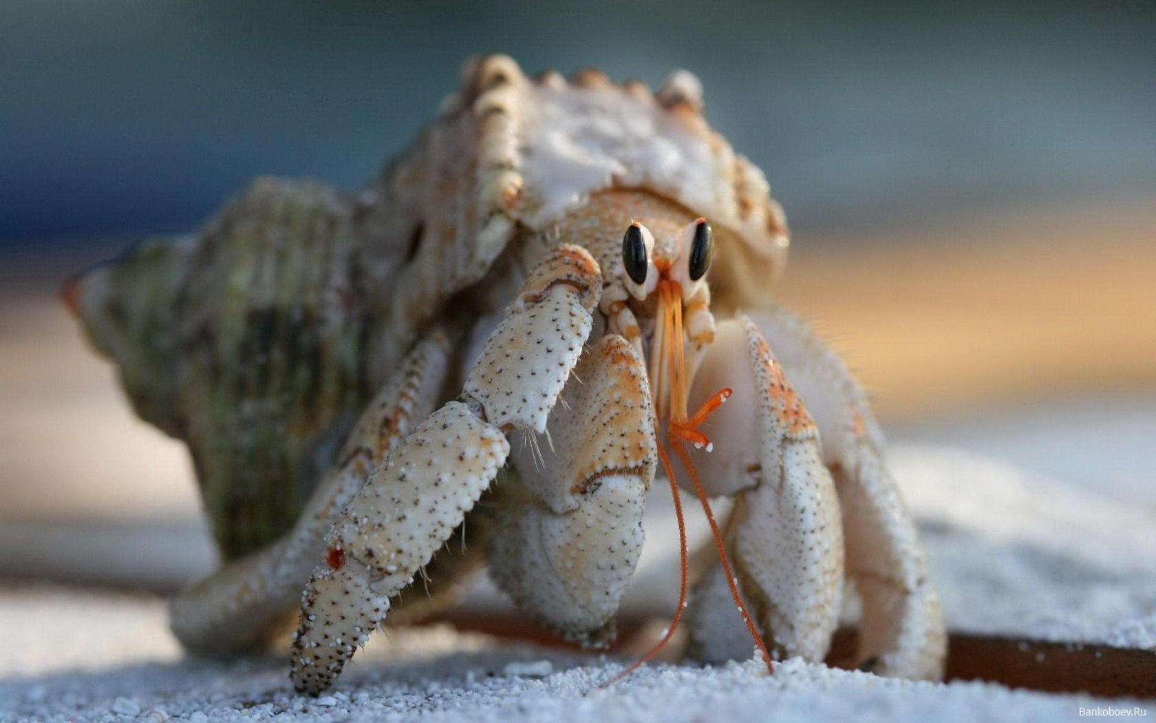 crab, claws, climbing, shell