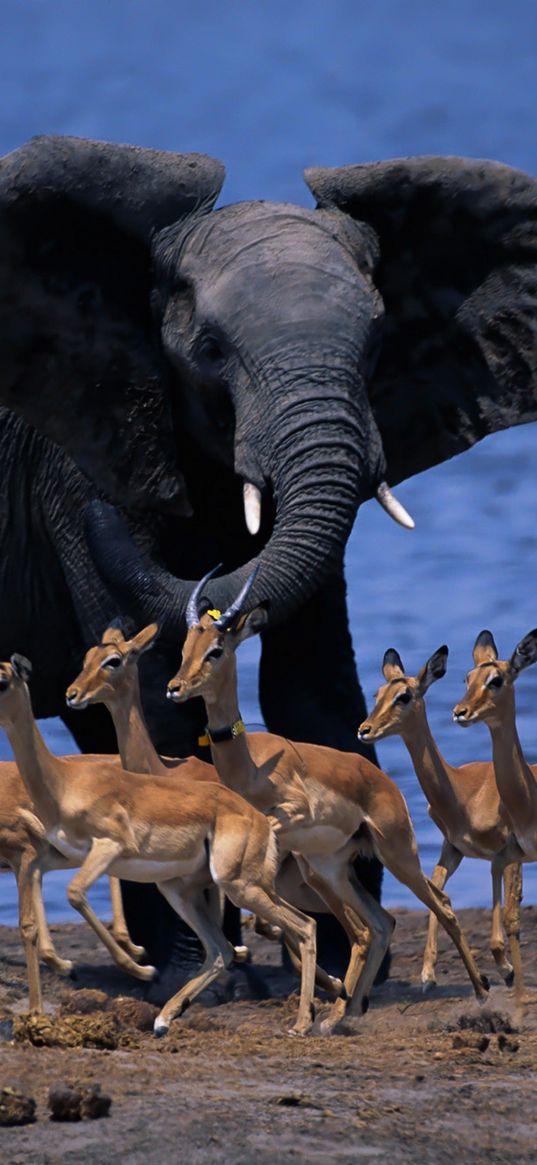 wildlife africa, elephant, duiker, pygmy antelope, run