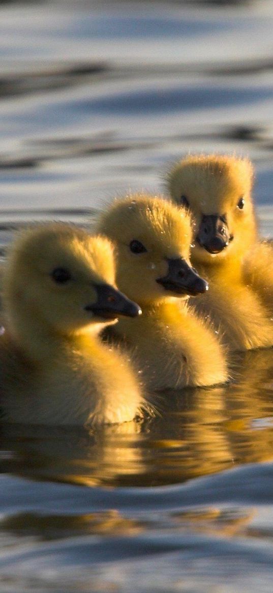 ducks, swim, water, young