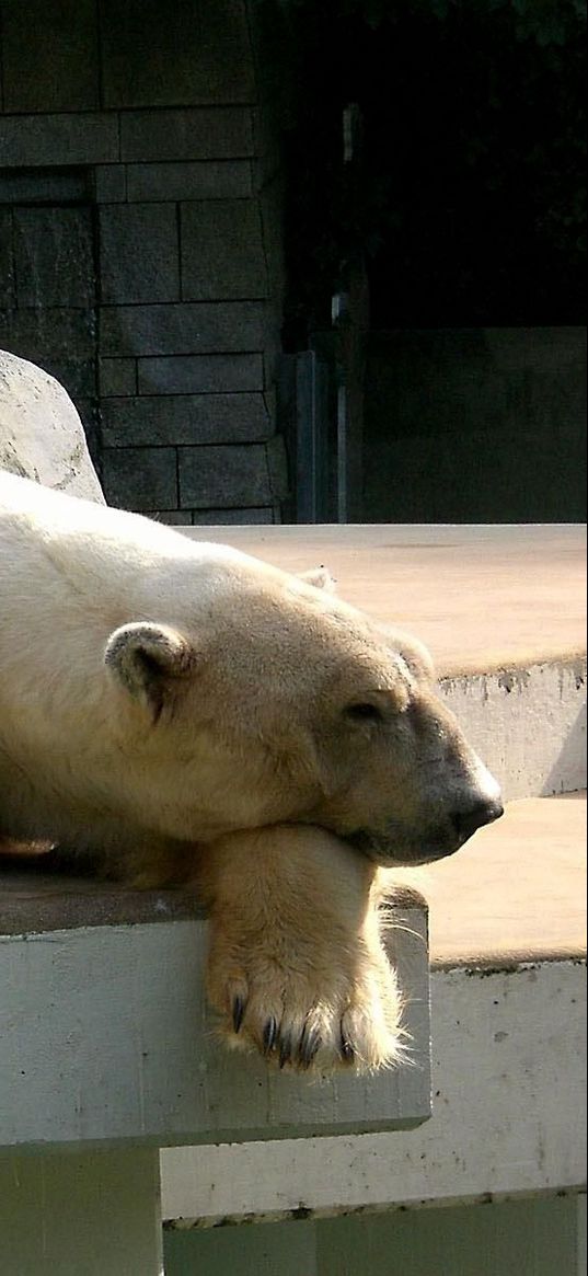 polar bear, down, dream, sleep, stones, nature reserve