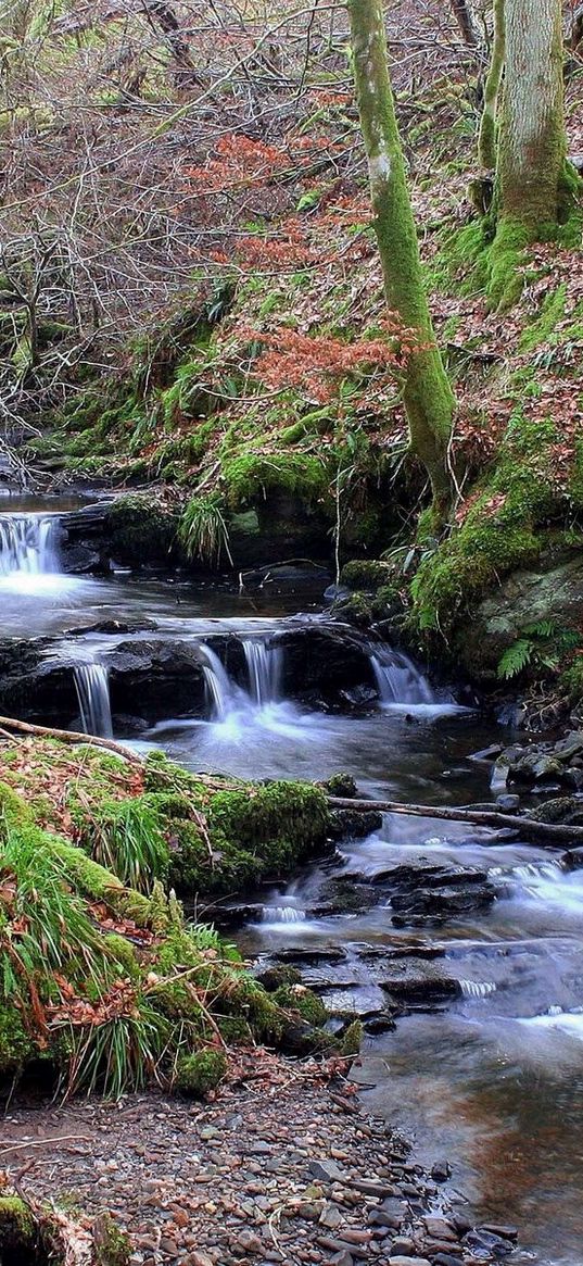 stream, wood, moss, leaves, trees, water