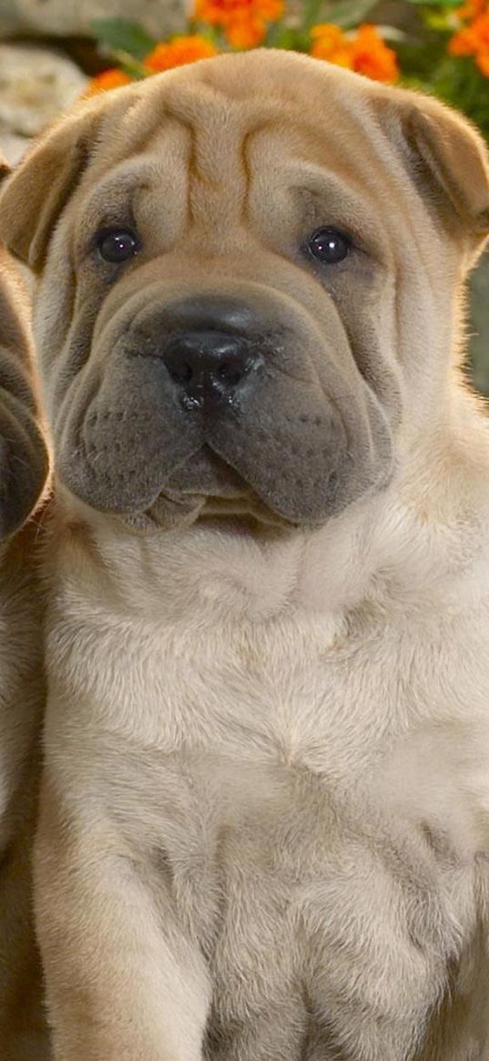 shar pei, puppies, couple, folds, grass, flowers