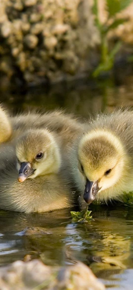 ducks, water, swim