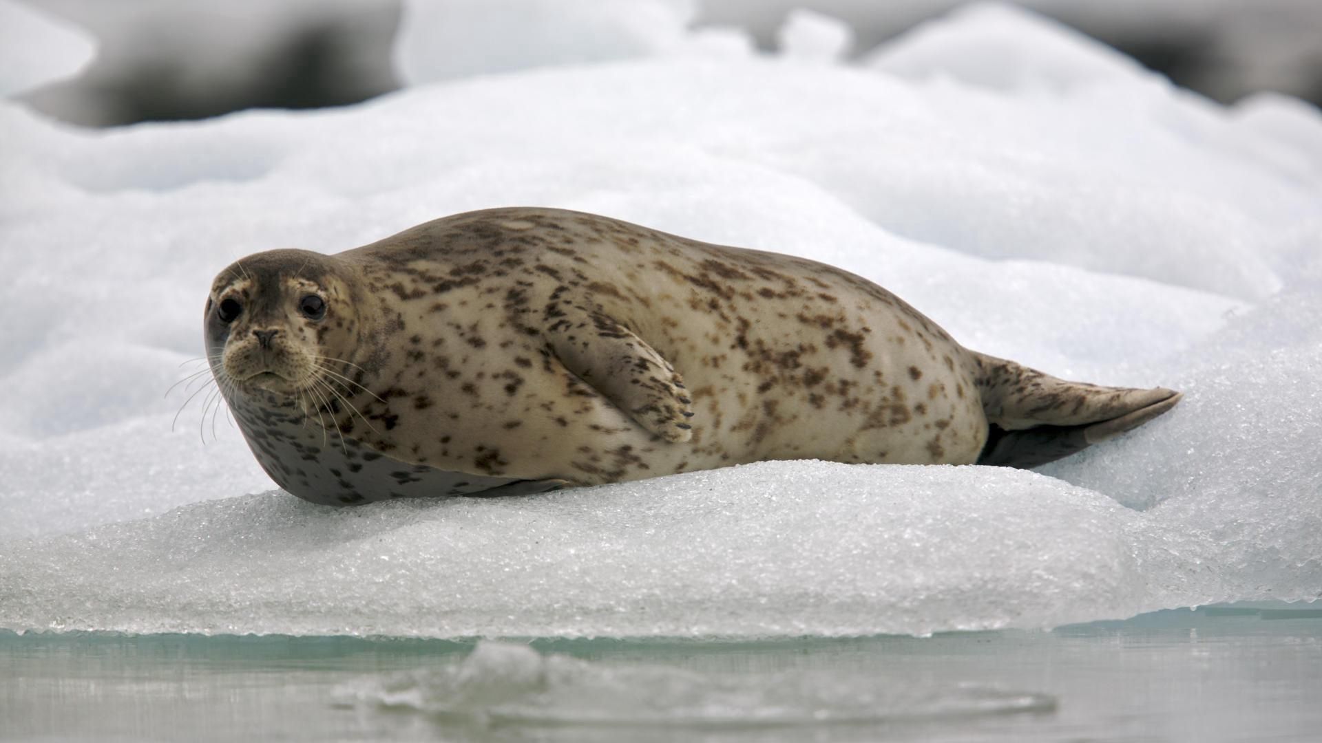 seal, snow, ice, rest