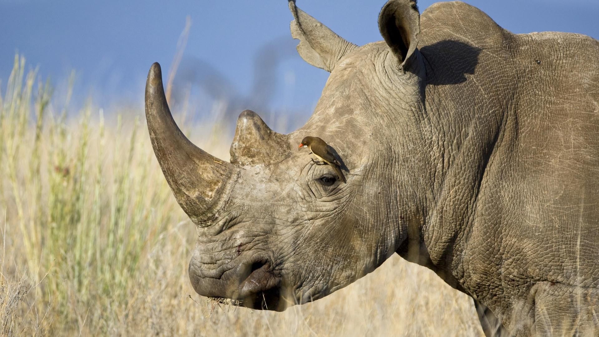 rhinoceros, horn, head, profile, poultry, grass