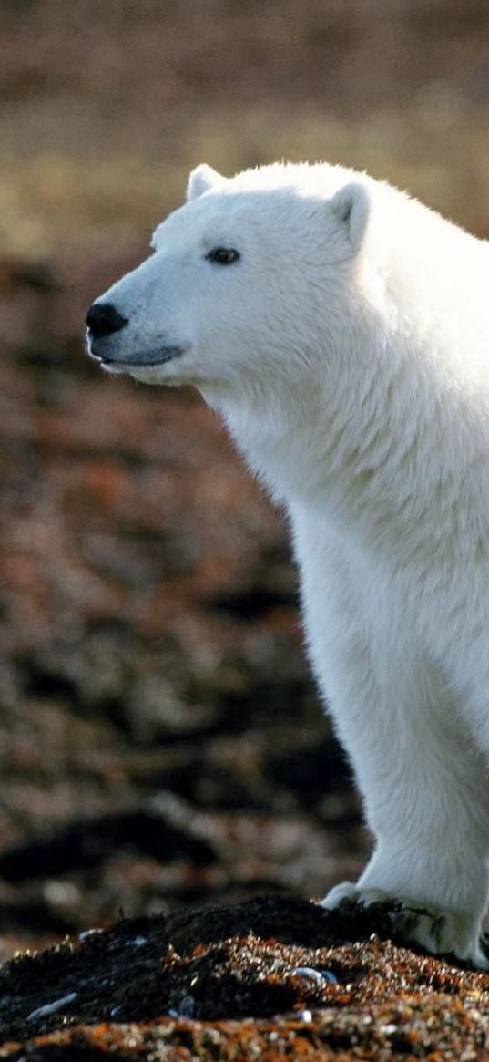 polar bear, walking, wool, big