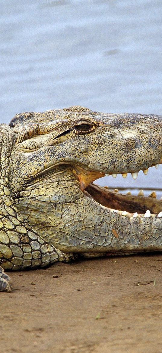 crocodile, teeth, anger, land