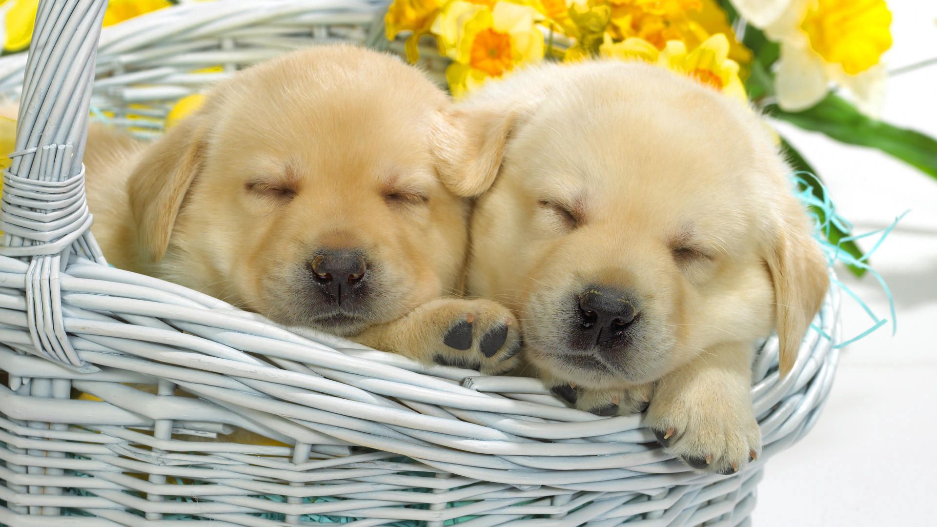 puppies, labradors, basket, flowers, lie