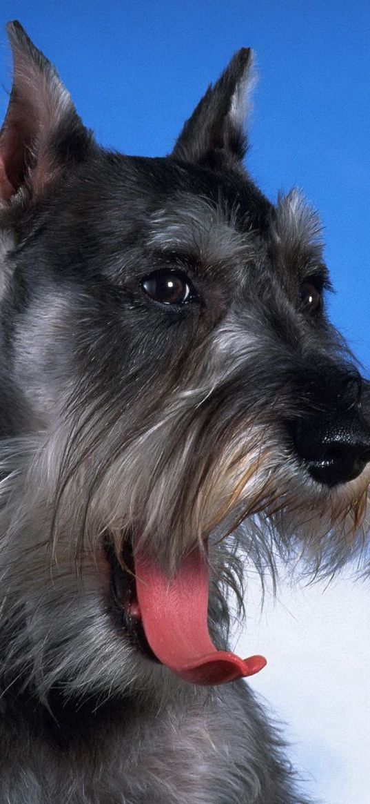 schnauzer, dog, face, fluffy