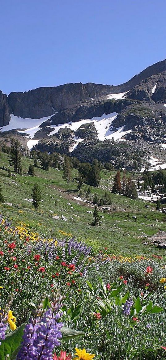 slope, mountains, meadow, flowers, snow, top