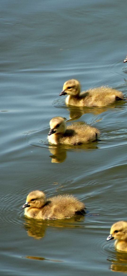 ducklings, swim, birds, flock