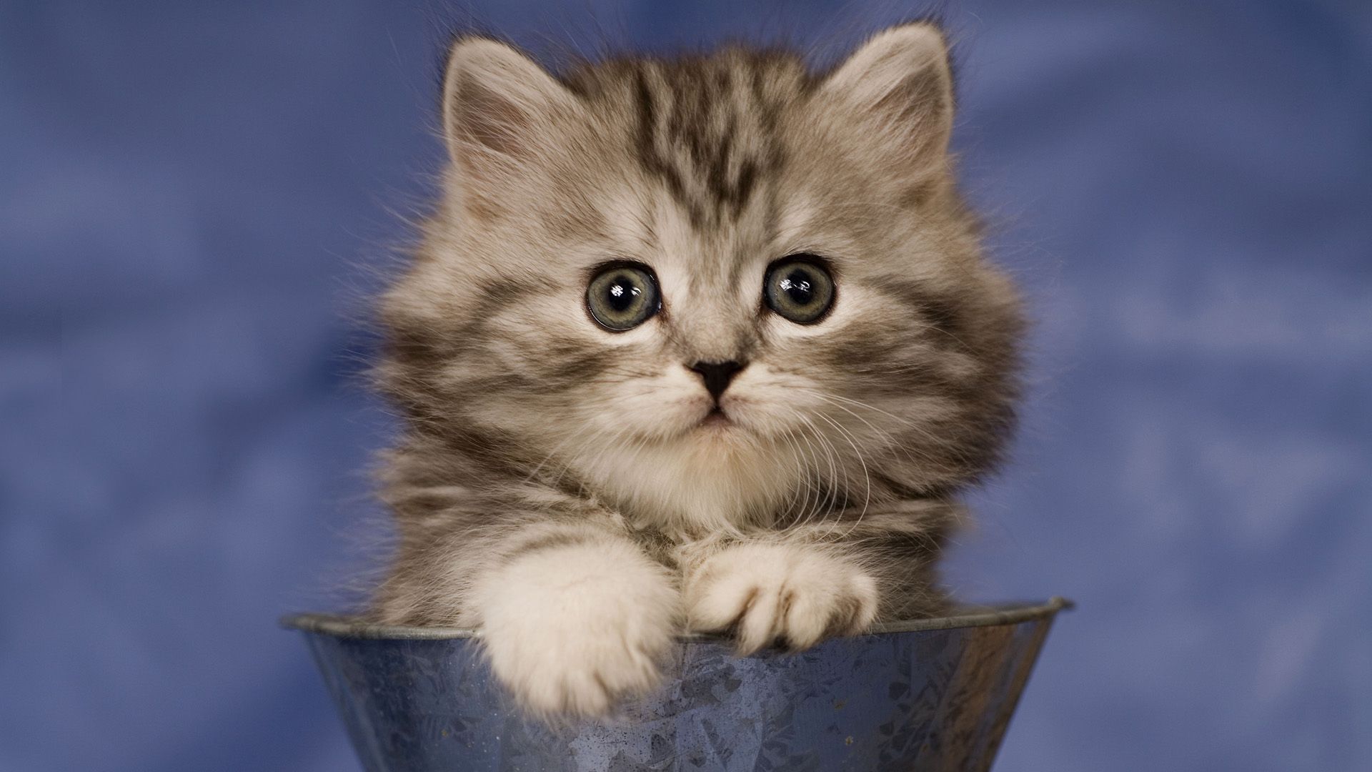 kitty, cup, sit, fluffy