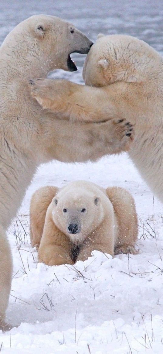 polar bears, pack, fight