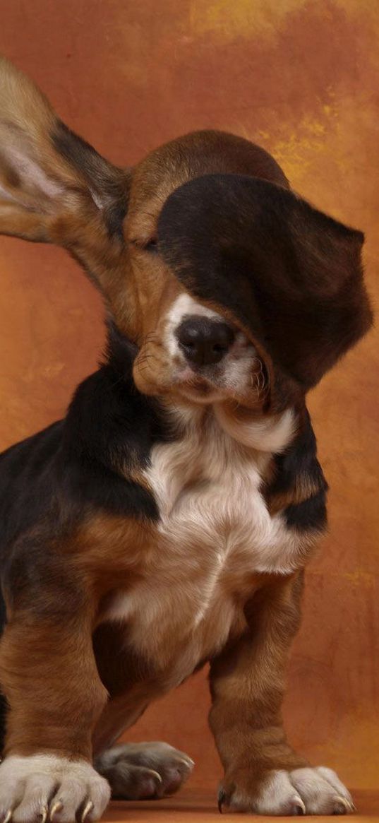 dog, ears, fan, wind, heat