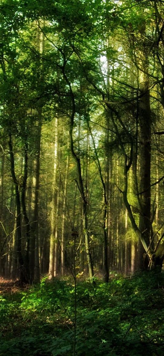 wood, greens, branches, trunks, trees