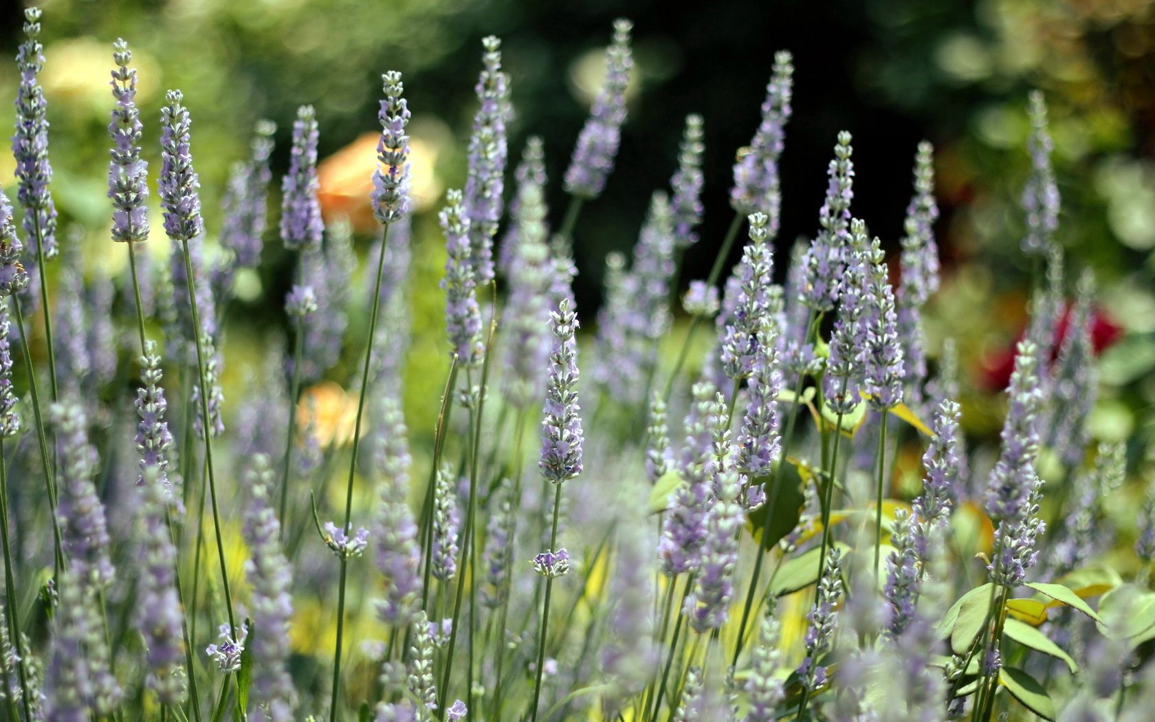 herbs, field, macro, solarly