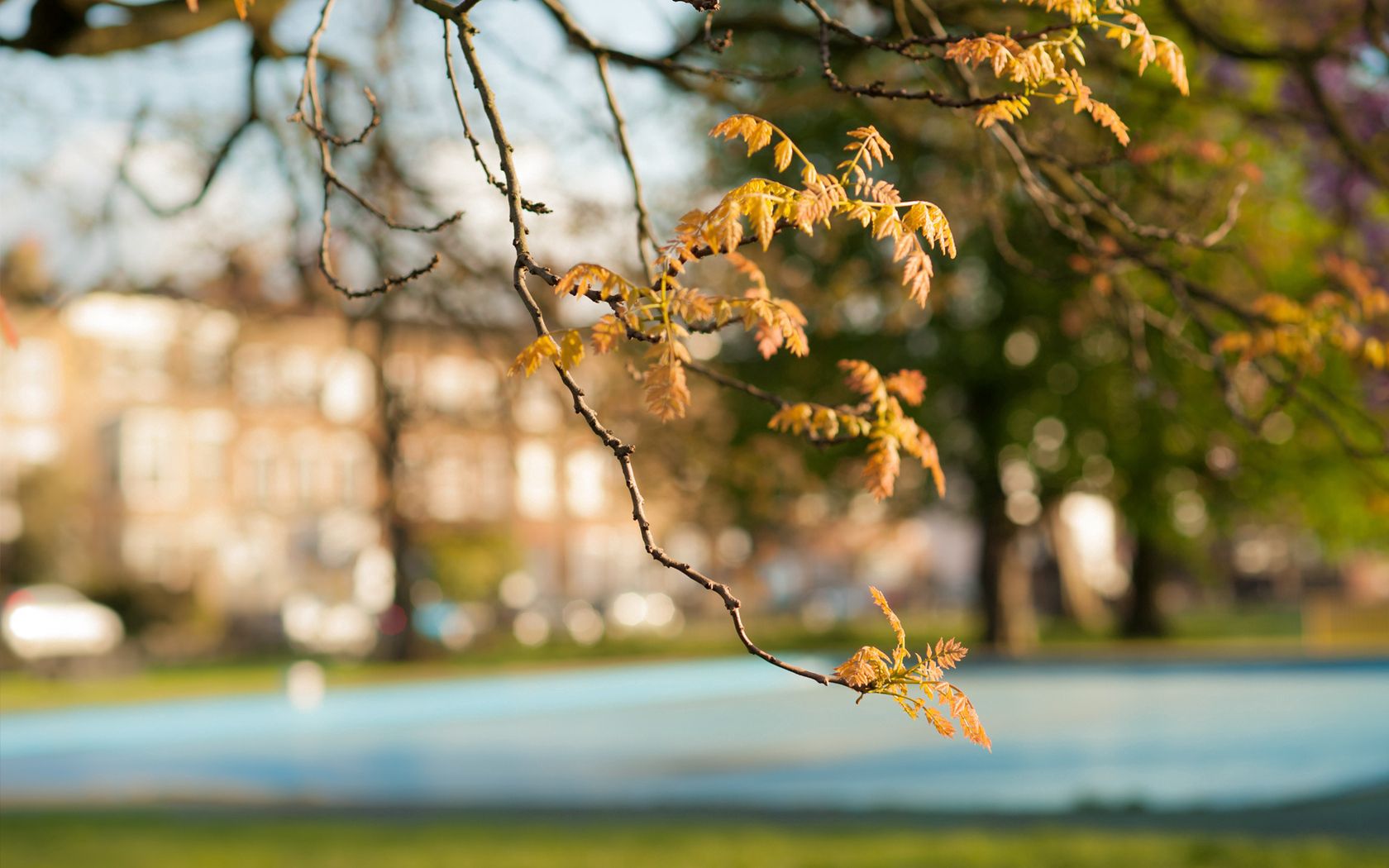 branches, leaves, autumn, degradation, foreground