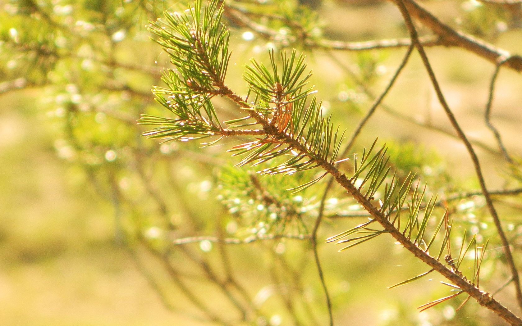 prickles, needles, pine, branch, macro, light, solarly