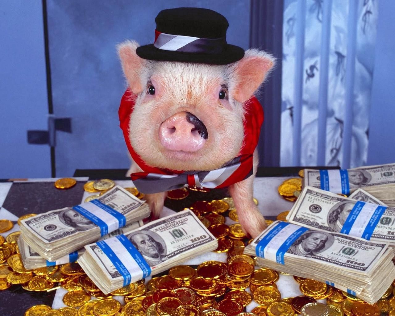 pig, costume, money, hat, gold