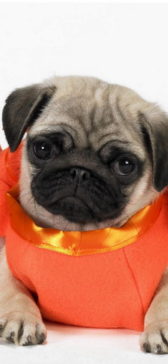 pugs, dogs, puppies, costumes