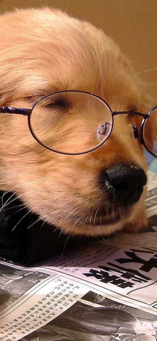 dog, sleeping, puppy, face, glasses, paper, glass, drink, situation